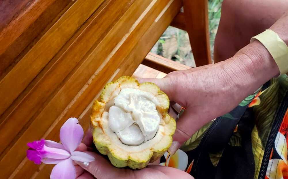 cacao fruit eating