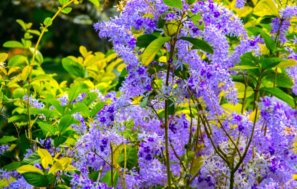 Petrea Volbilis or purple wreath
