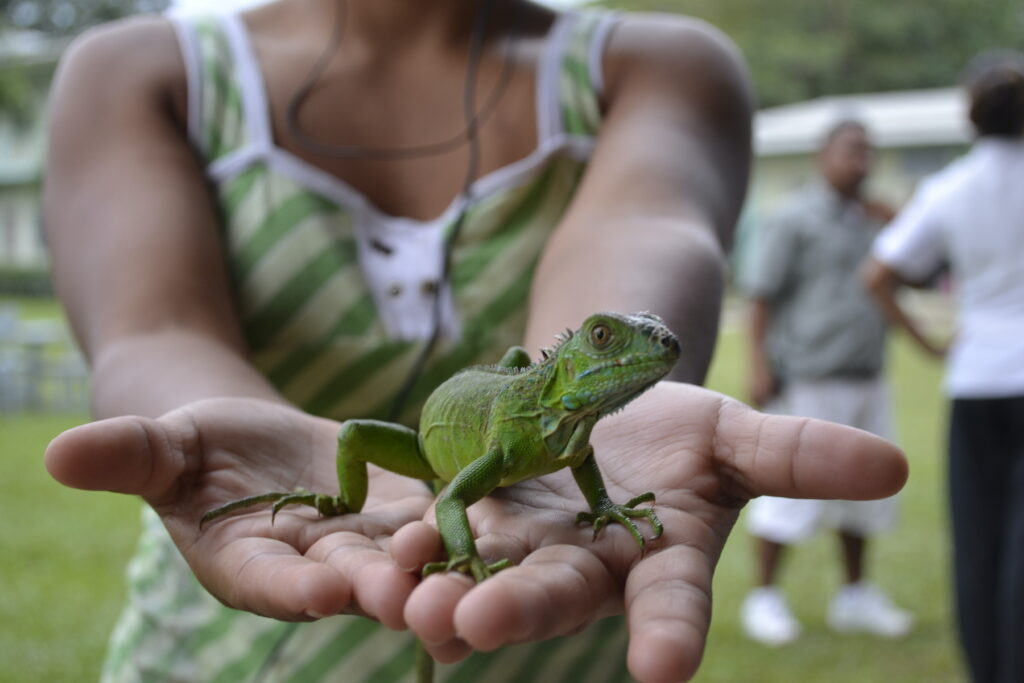 belize wildlife green iguana woman hands