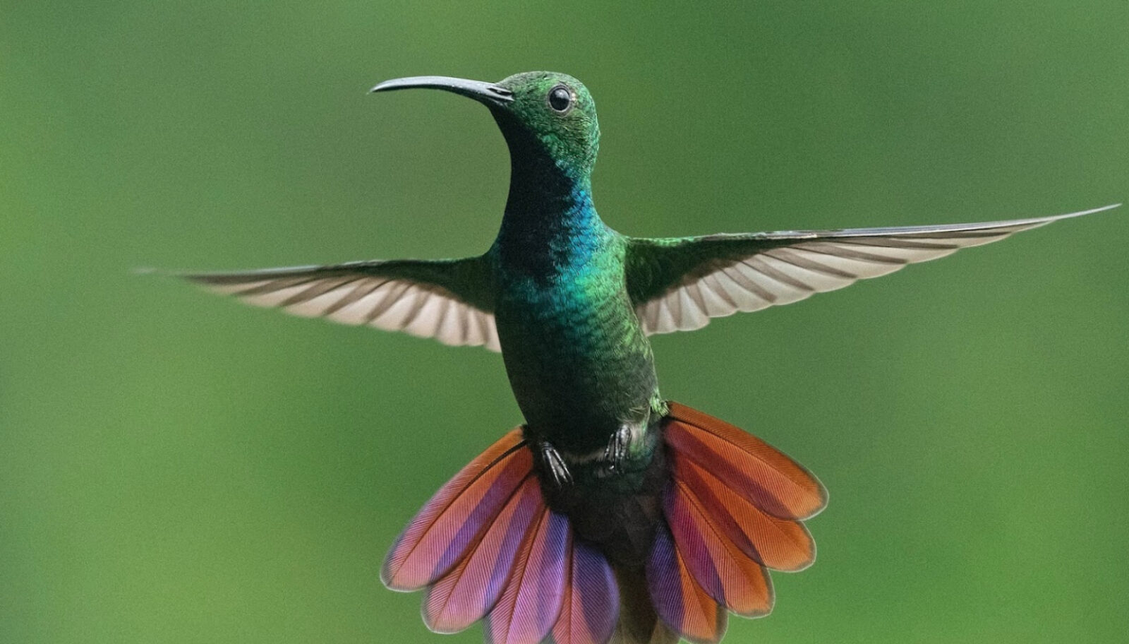 hummingbird in blight