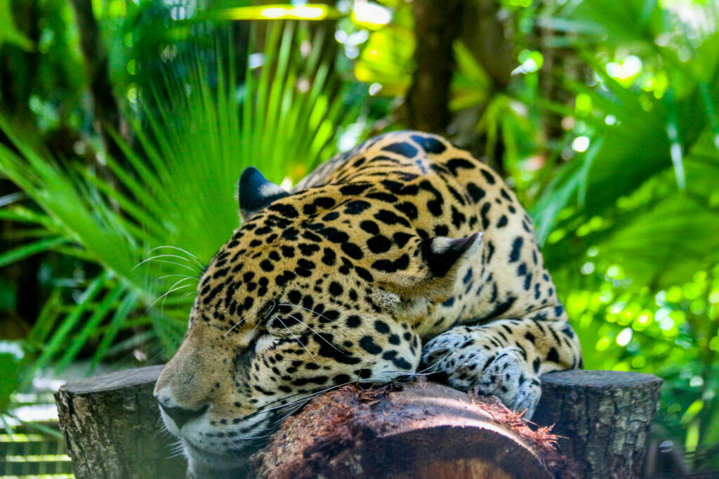 jaguar belize high point travel