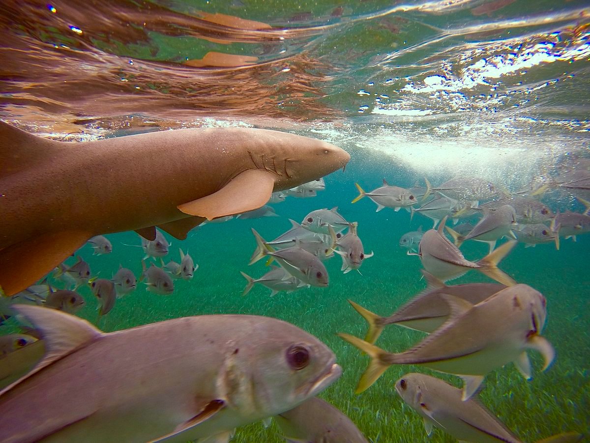 nurse-shark