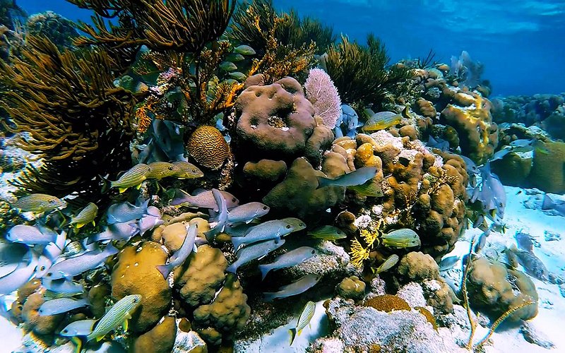 reef-belize