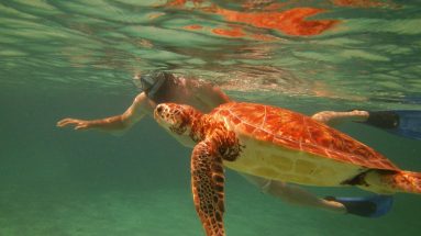 snorkel tours with turtle